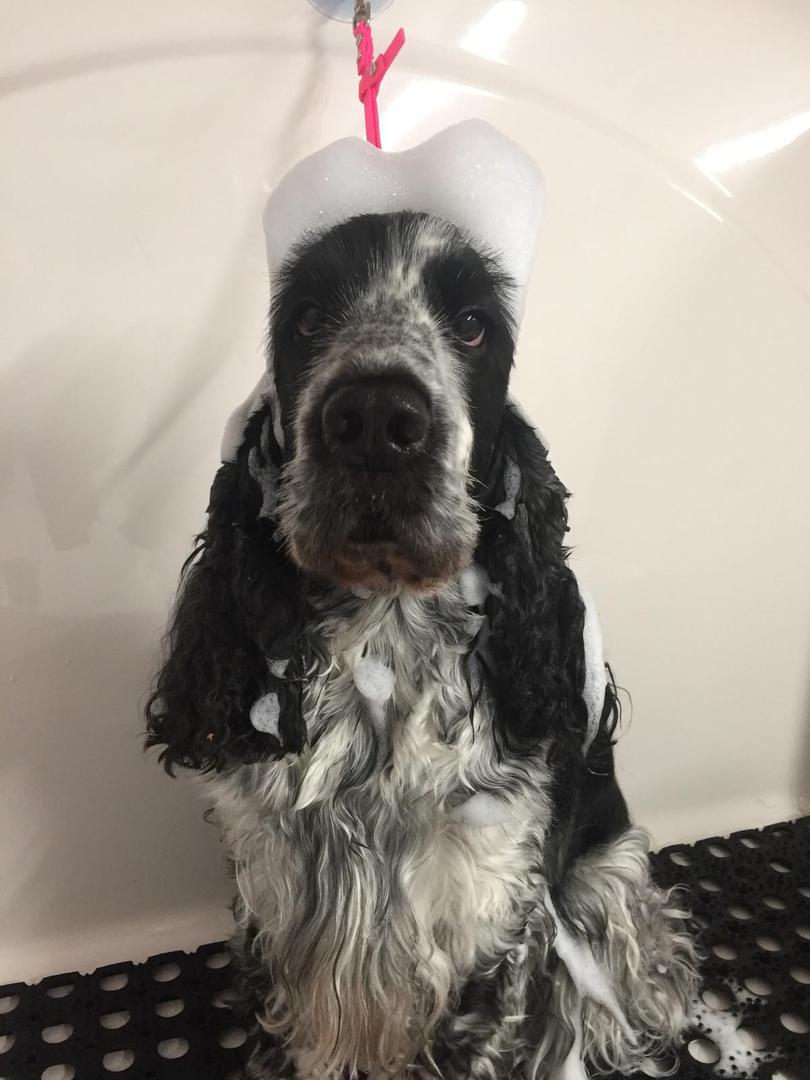 cocker spaniel shampoo